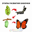 Обучающий набор «Этапы развития бабочки» 4 фигурки
