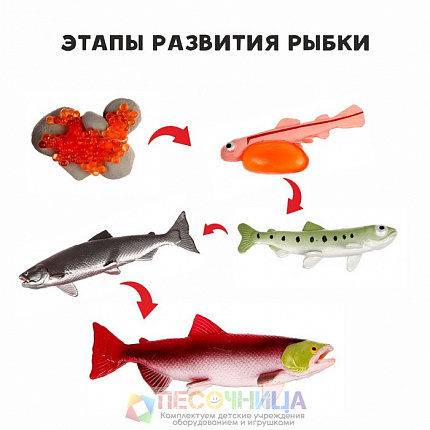 Обучающий набор «Этапы развития рыбки» 5 фигурок